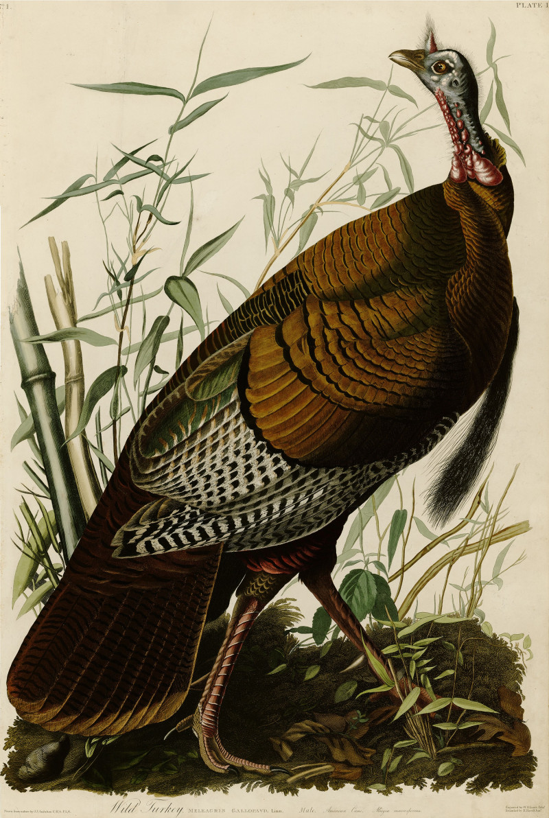 John-James-Audubon reprodukcija Wild Turkey, Klasikų reprodukcijos , paveikslai, reprodukcijos internetu