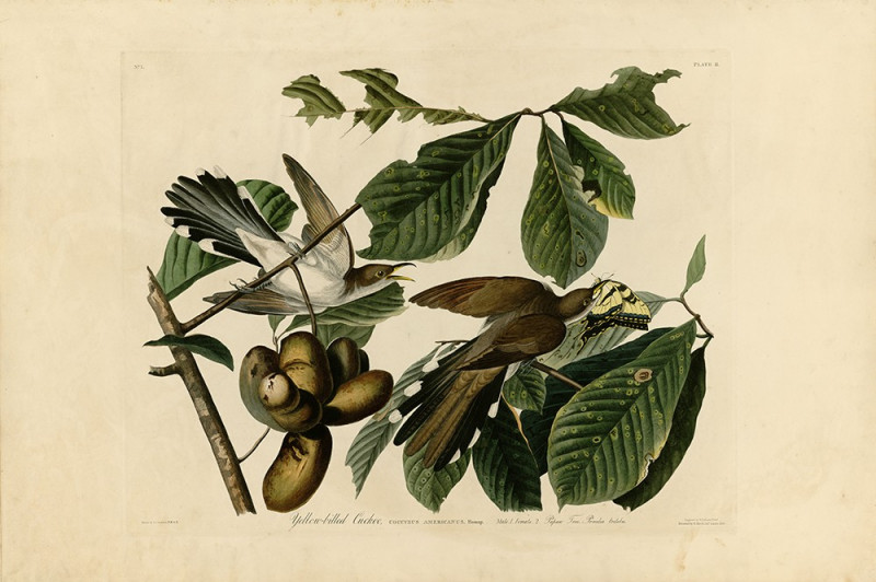 John-James-Audubon reprodukcija Yellow Billed Cuckoo, Klasikų reprodukcijos , paveikslai, reprodukcijos internetu