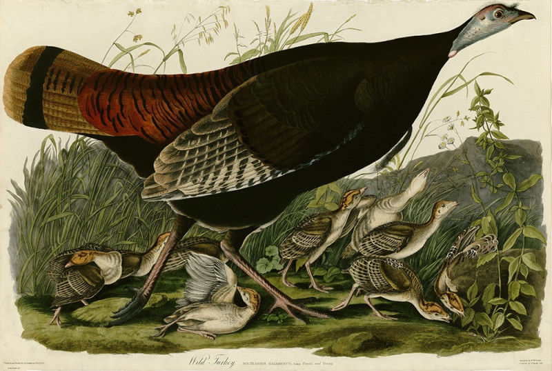 Wild Turkey reproduction of painting by John-James-Audubon. Classical Paintings