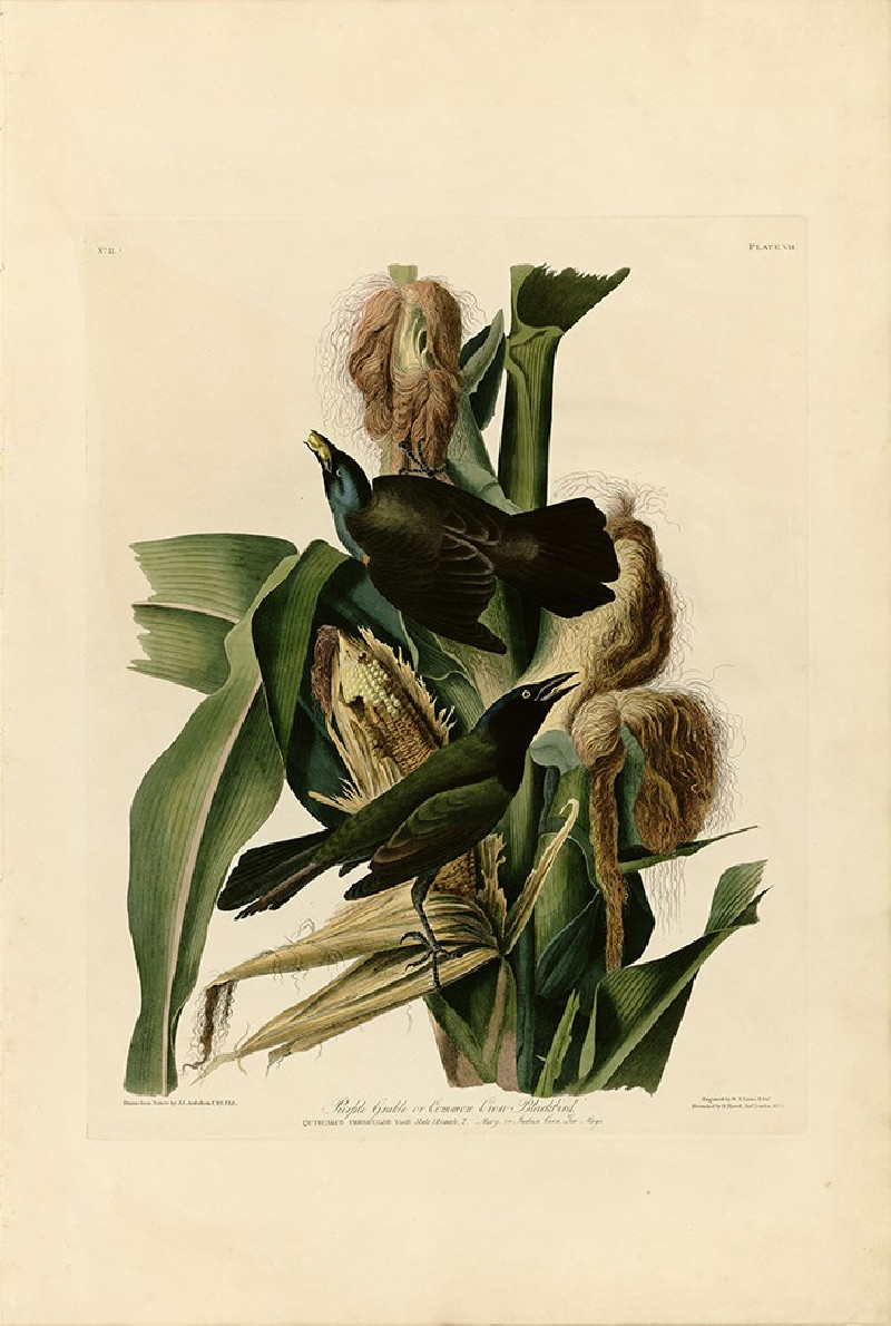 Purple Grakle or Common Crow Blackbird reproduction of painting by John-James-Audubon. Classical Paintings