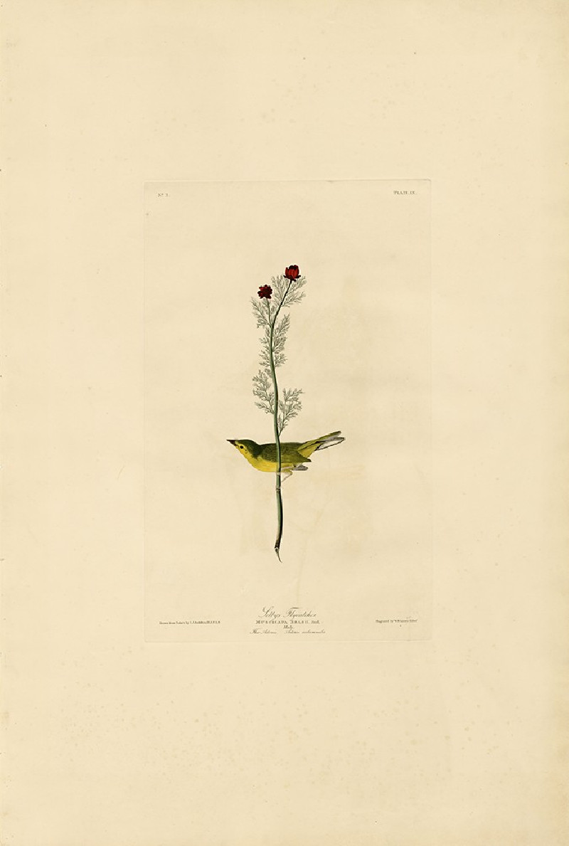 John-James-Audubon reprodukcija Selby's Flycatcher, Klasikų reprodukcijos , paveikslai, reprodukcijos internetu