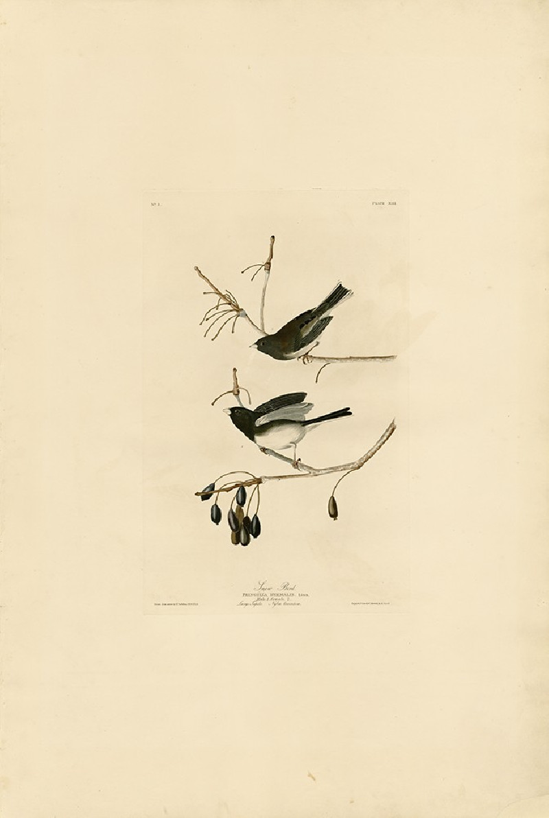 John-James-Audubon reprodukcija Snow Bird, Klasikų reprodukcijos , paveikslai, reprodukcijos internetu