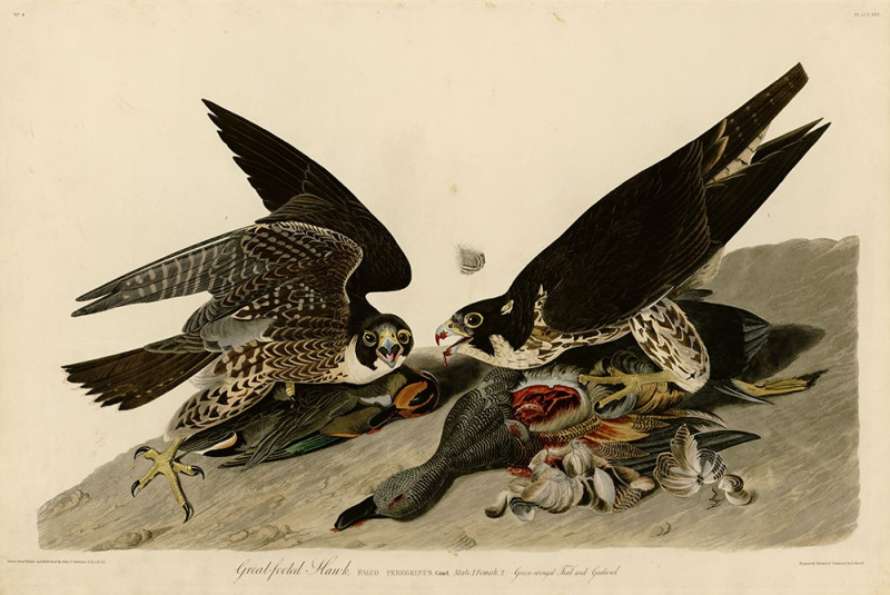 Great footed Hawk reproduction of painting by John-James-Audubon. Classical Paintings