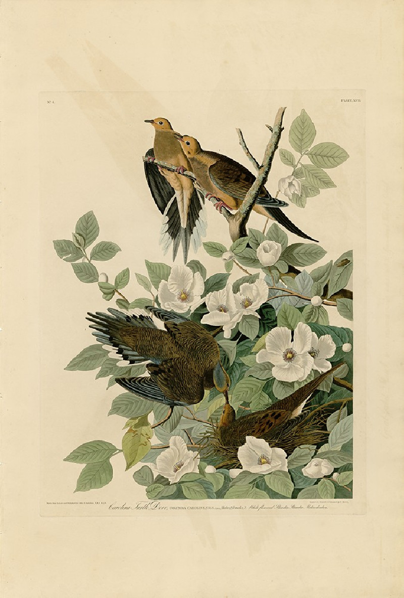 John-James-Audubon reprodukcija Carolina Turtle Dove, Klasikų reprodukcijos , paveikslai, reprodukcijos internetu