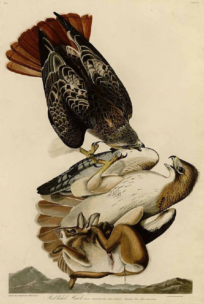 Red Tailed Hawk reproduction of painting by John-James-Audubon. Classical Paintings