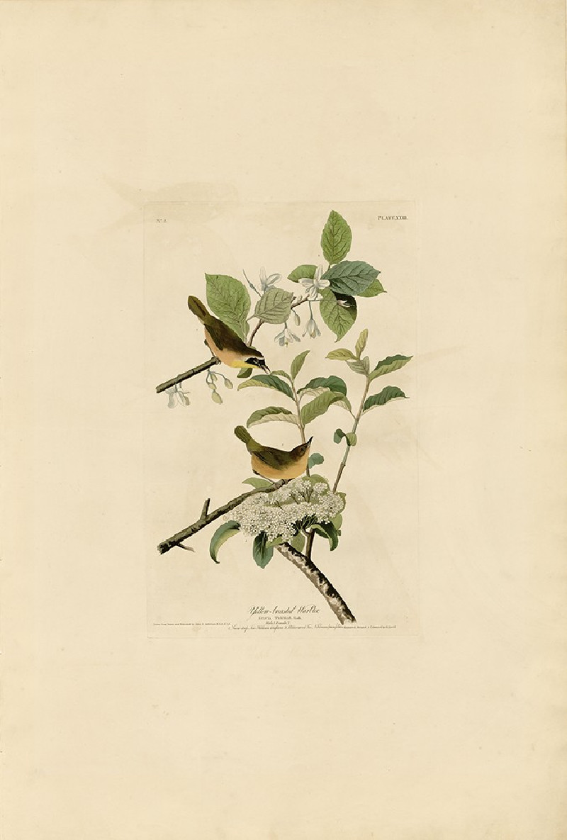 Yellow Breasted Warbler reproduction of painting by John-James-Audubon. Classical Paintings