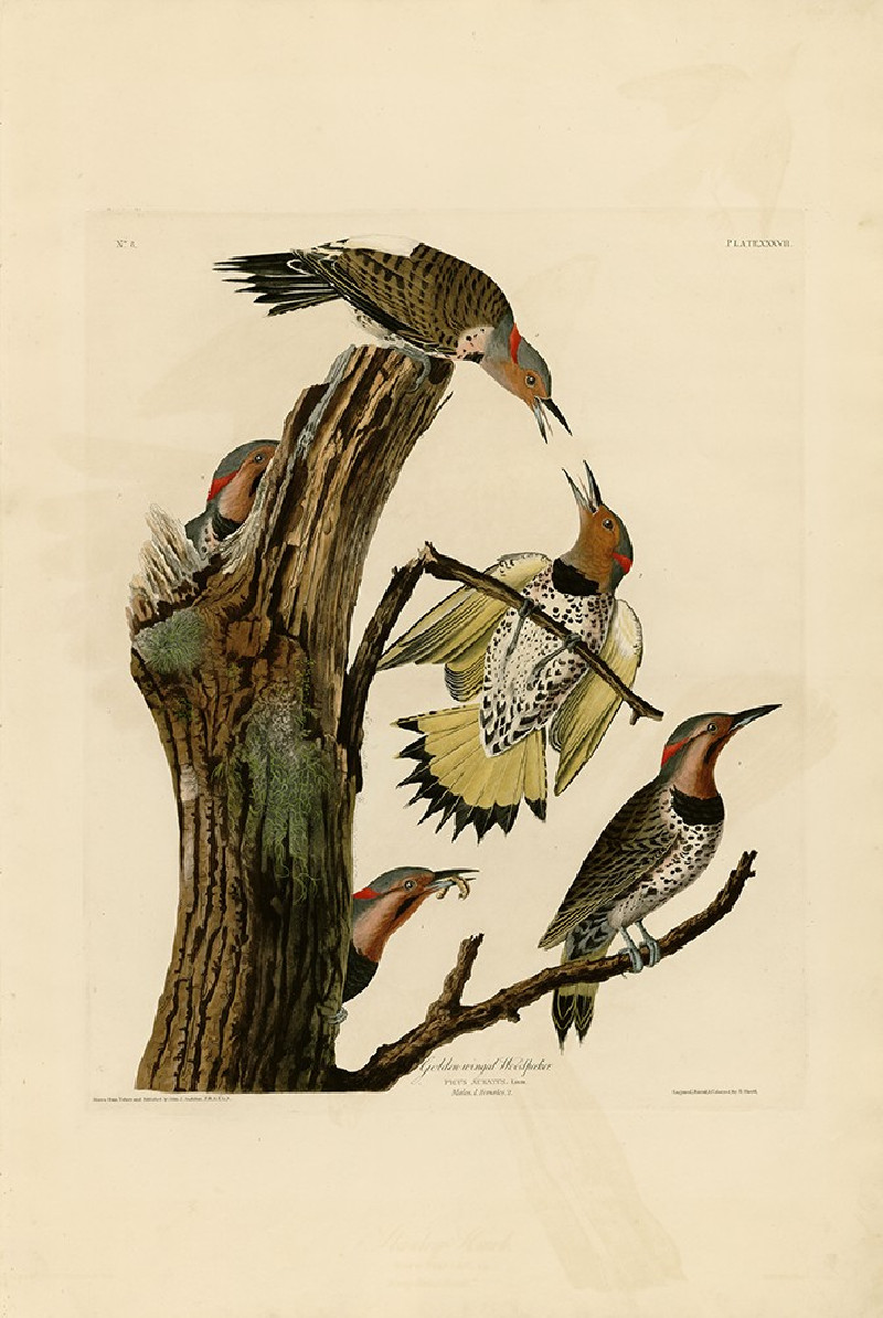 Golden Winged Woodpecker reproduction of painting by John-James-Audubon. Classical Paintings