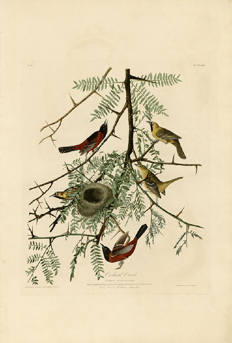 Orchard Oriole reproduction of painting by John-James-Audubon. Classical Paintings