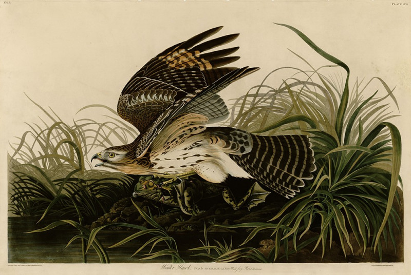 Winter Hawk reproduction of painting by John-James-Audubon. Classical Paintings