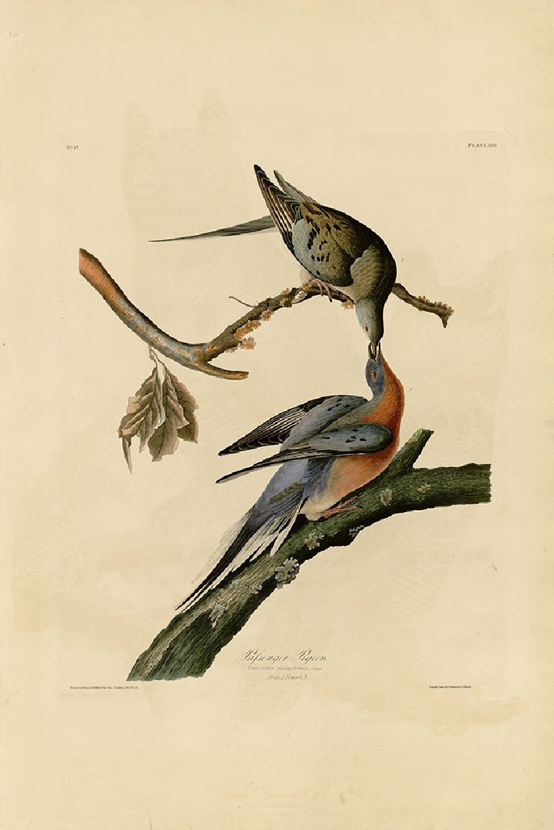 Passenger Pigeon reproduction of painting by John-James-Audubon. Classical Paintings