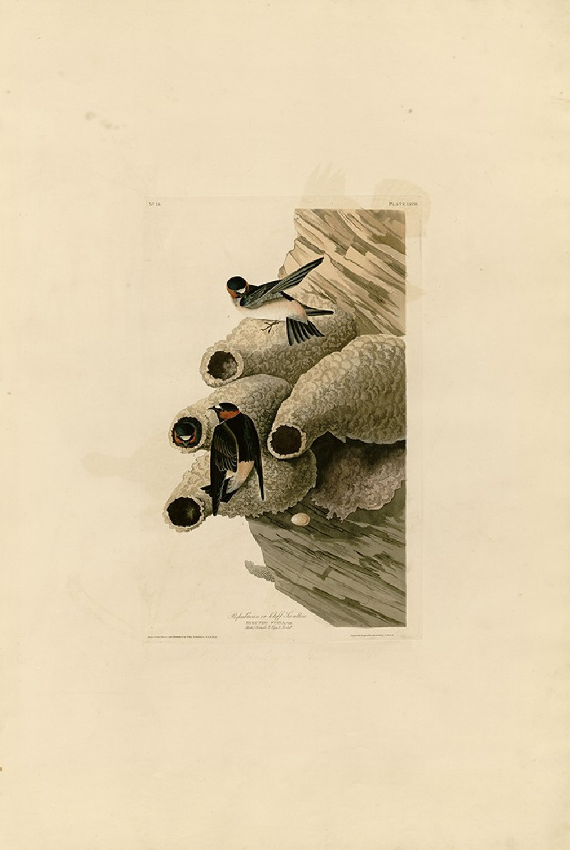 Republican or Cliff Swallow reproduction of painting by John-James-Audubon. Classical Paintings