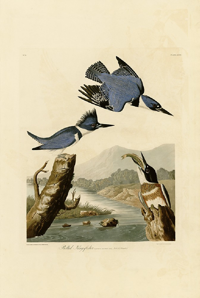 Belted Kingfisher reproduction of painting by John-James-Audubon. Classical Paintings