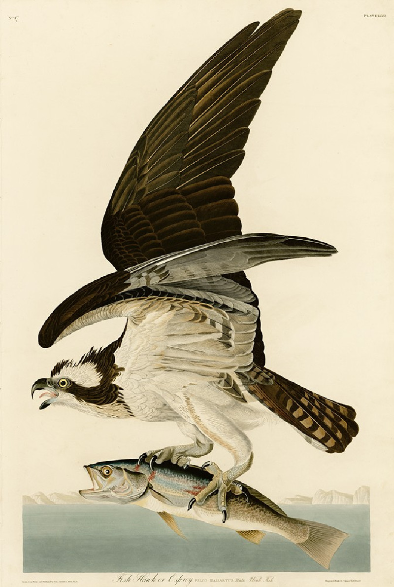 Fish Hawk or Osprey reproduction of painting by John-James-Audubon. Classical Paintings