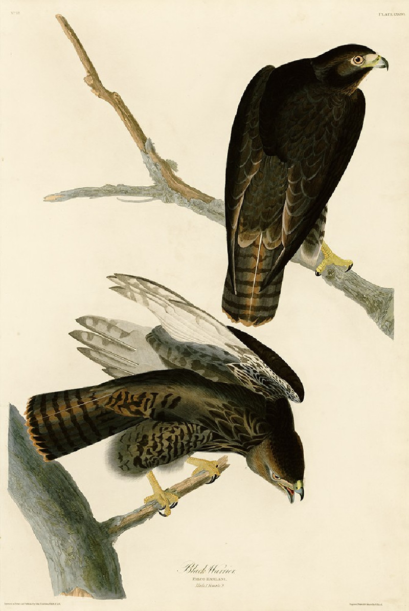 Black Warrior reproduction of painting by John-James-Audubon. Classical Paintings