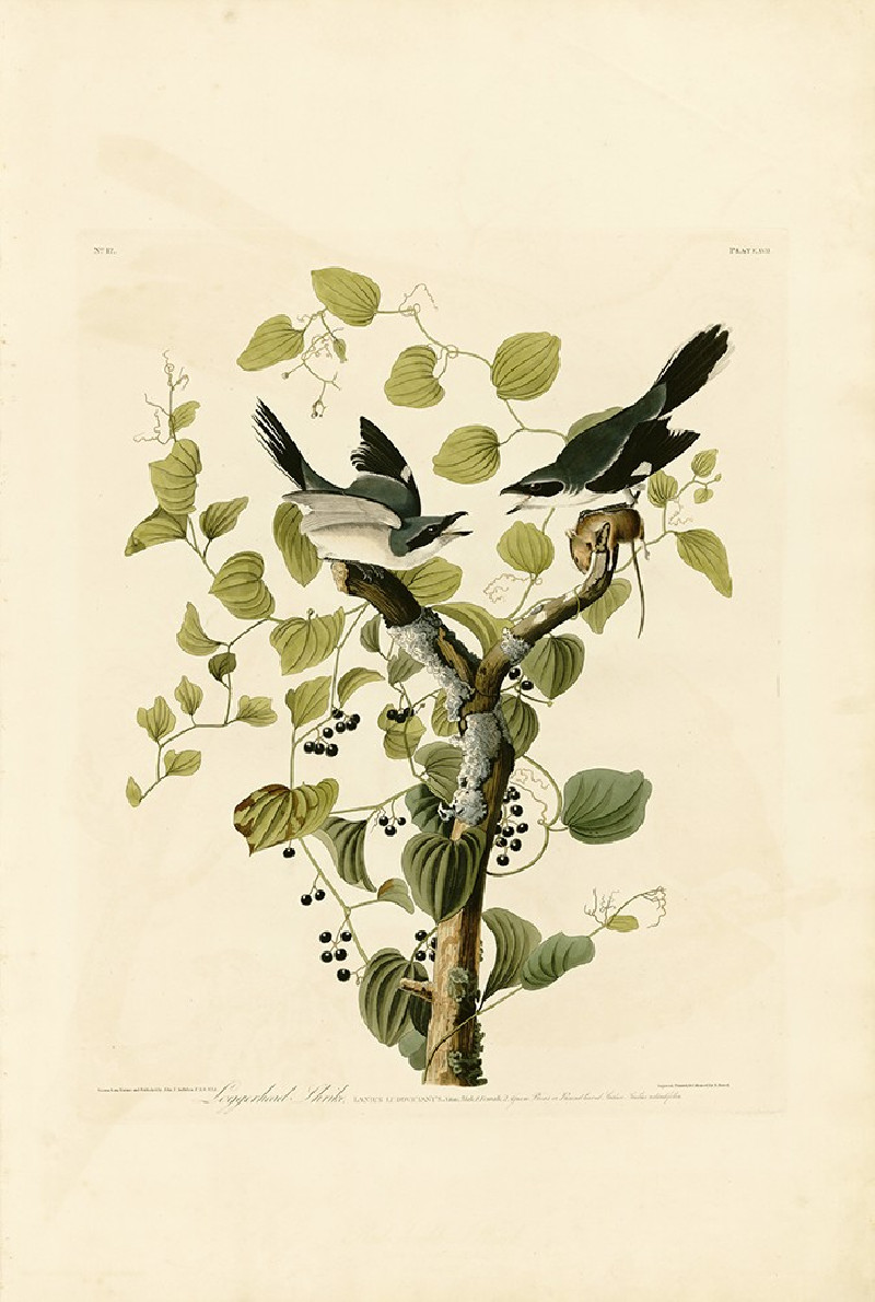 John-James-Audubon reprodukcija Loggerhead Shrike, Klasikų reprodukcijos , paveikslai, reprodukcijos internetu