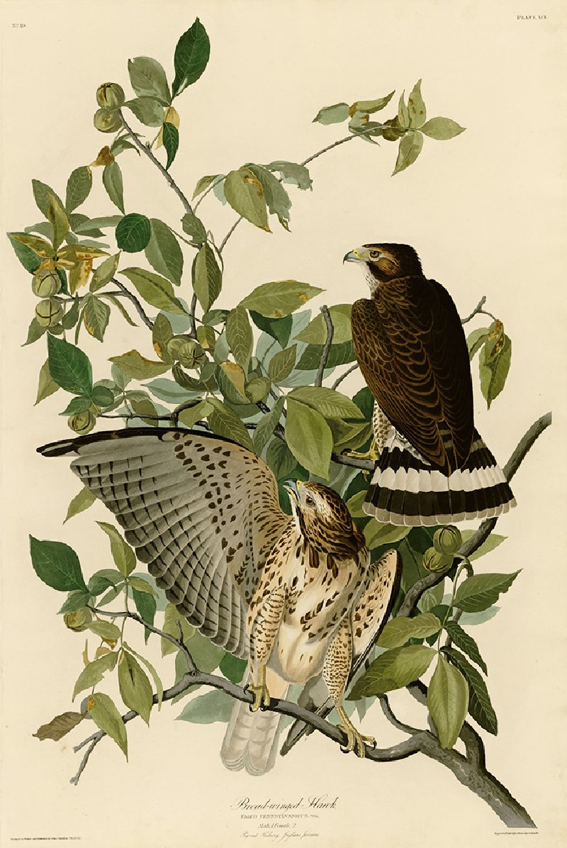 Broad Winged Hawk reproduction of painting by John-James-Audubon. Classical Paintings