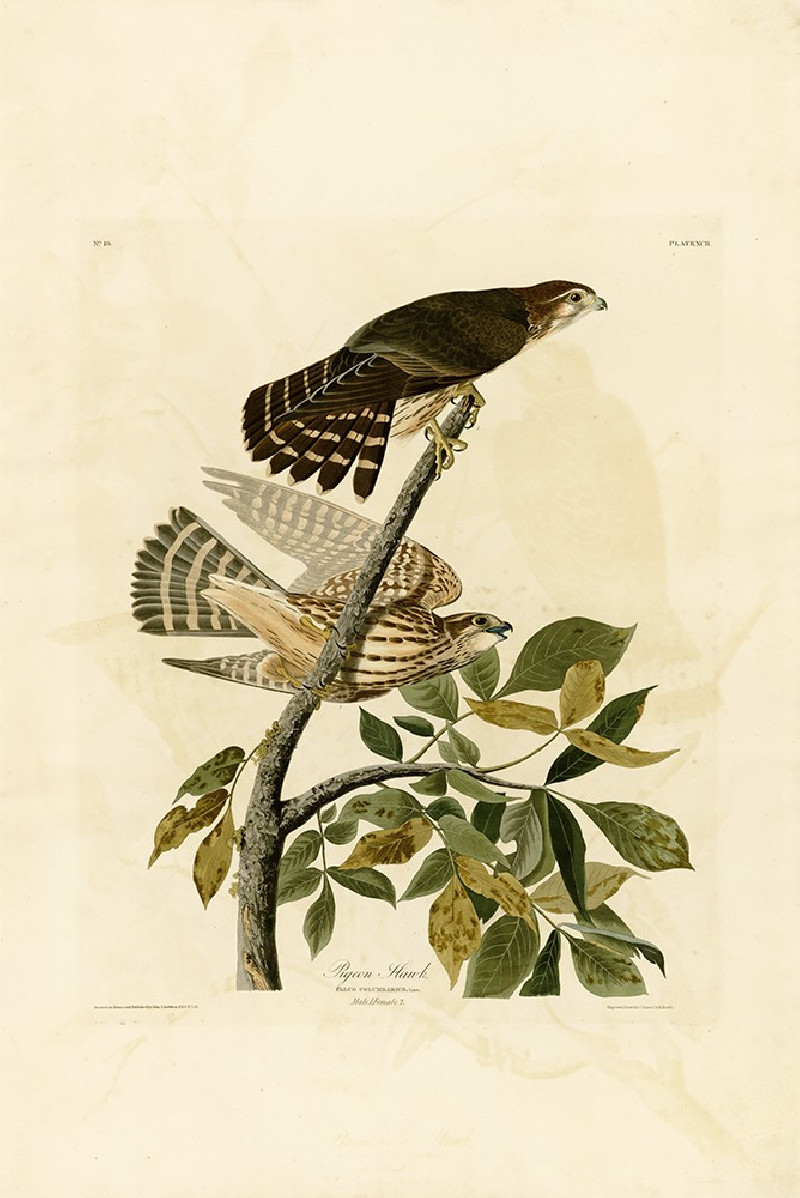 Pigeon Hawk reproduction of painting by John-James-Audubon. Classical Paintings