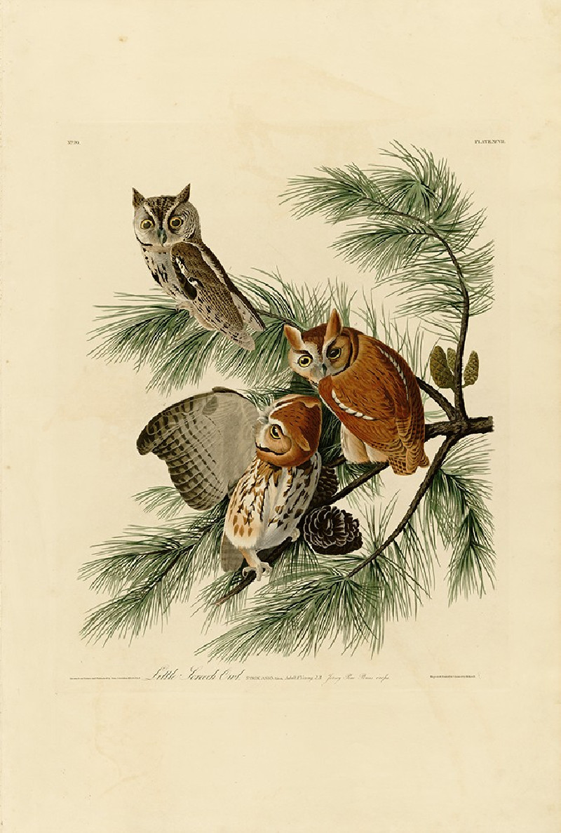 Little Screech Owl reproduction of painting by John-James-Audubon. Classical Paintings