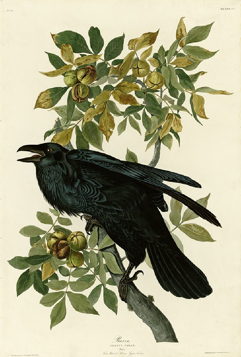 Raven reproduction of painting by John-James-Audubon. Classical Paintings