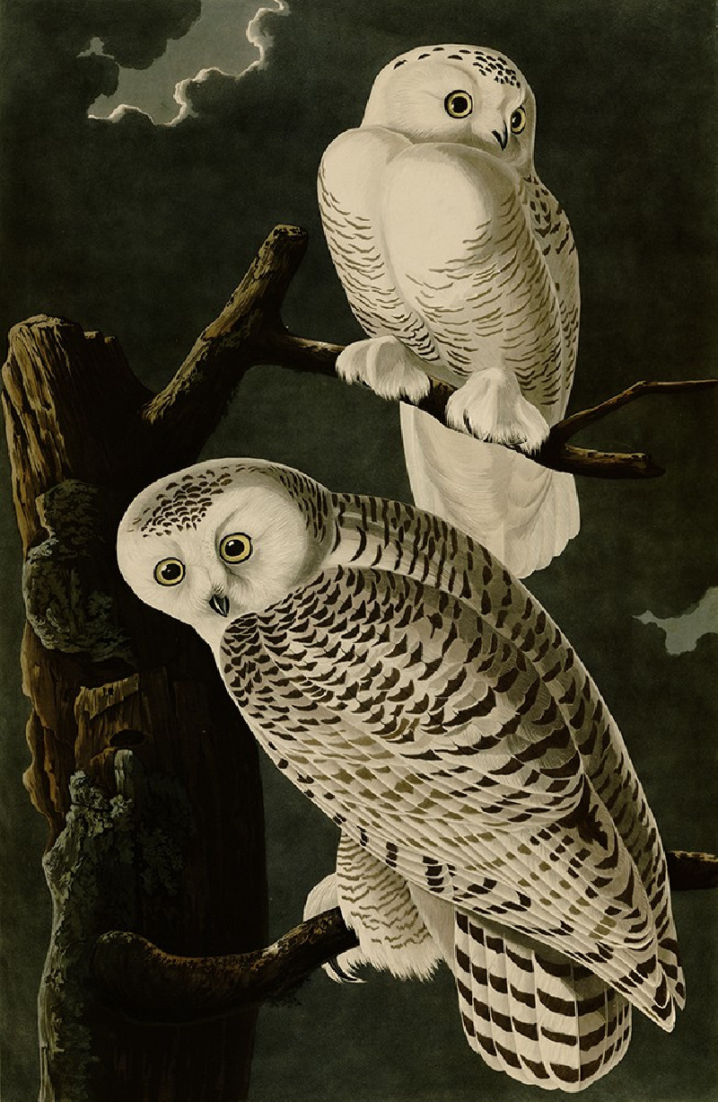 John-James-Audubon reprodukcija Snowy Owl, Klasikų reprodukcijos , paveikslai, reprodukcijos internetu