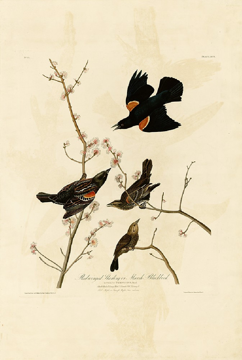 Red winged Starling or Marsh Blackbird reproduction of painting by John-James-Audubon. Classical Paintings