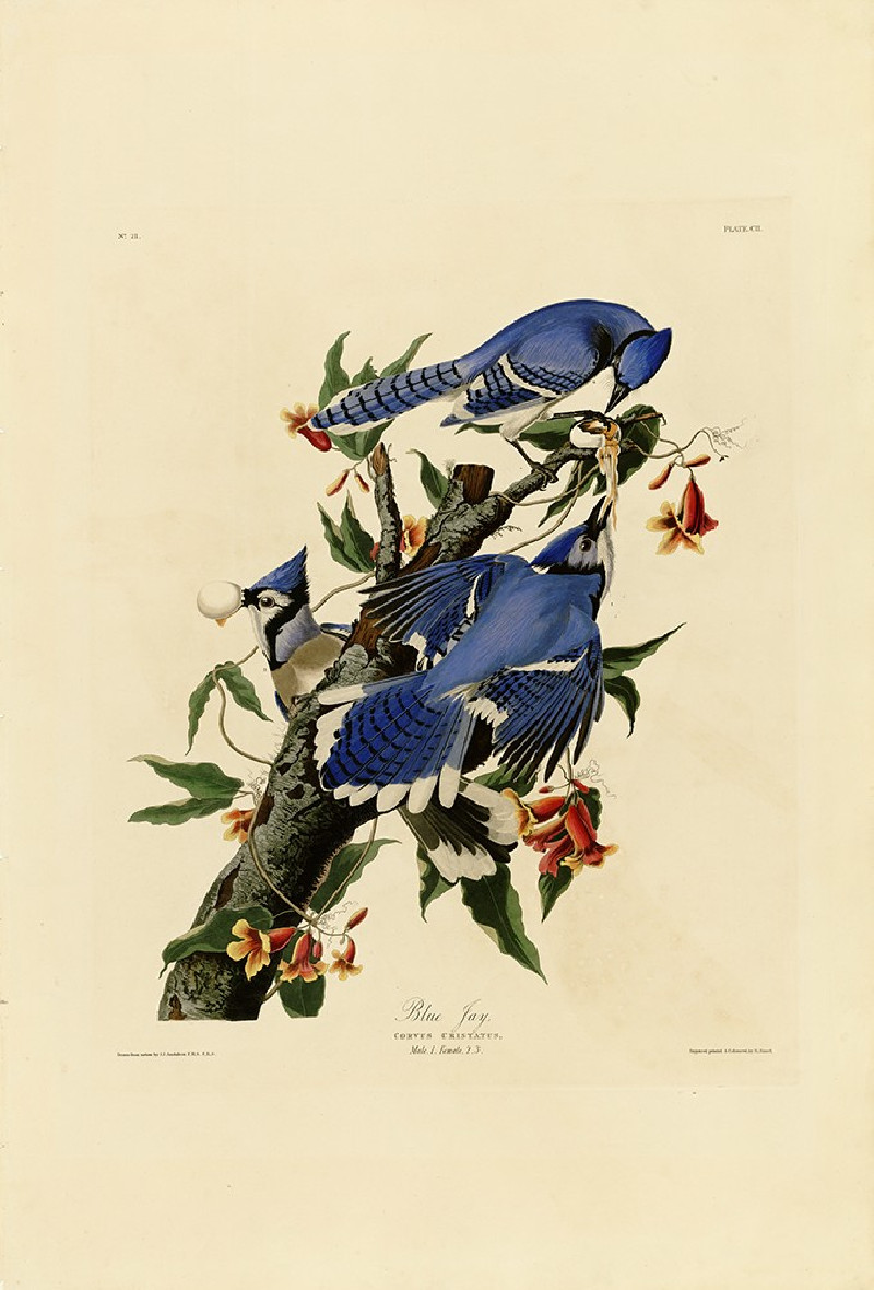 Blue Jay reproduction of painting by John-James-Audubon. Classical Paintings