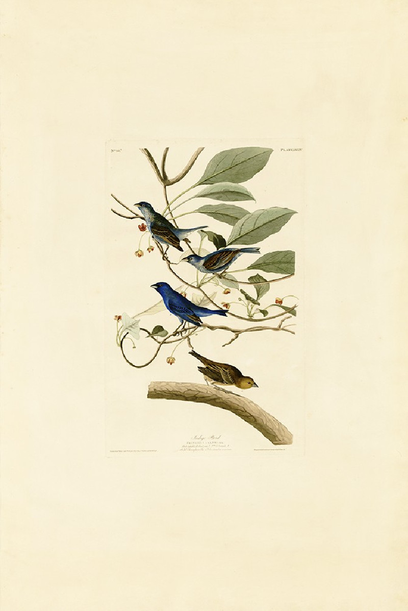 John-James-Audubon reprodukcija Indigo Bird, Klasikų reprodukcijos , paveikslai, reprodukcijos internetu