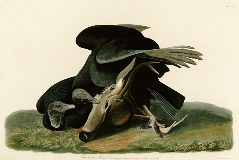 Black Vulture or Carrion Crow reproduction of painting by John-James-Audubon. Classical Paintings