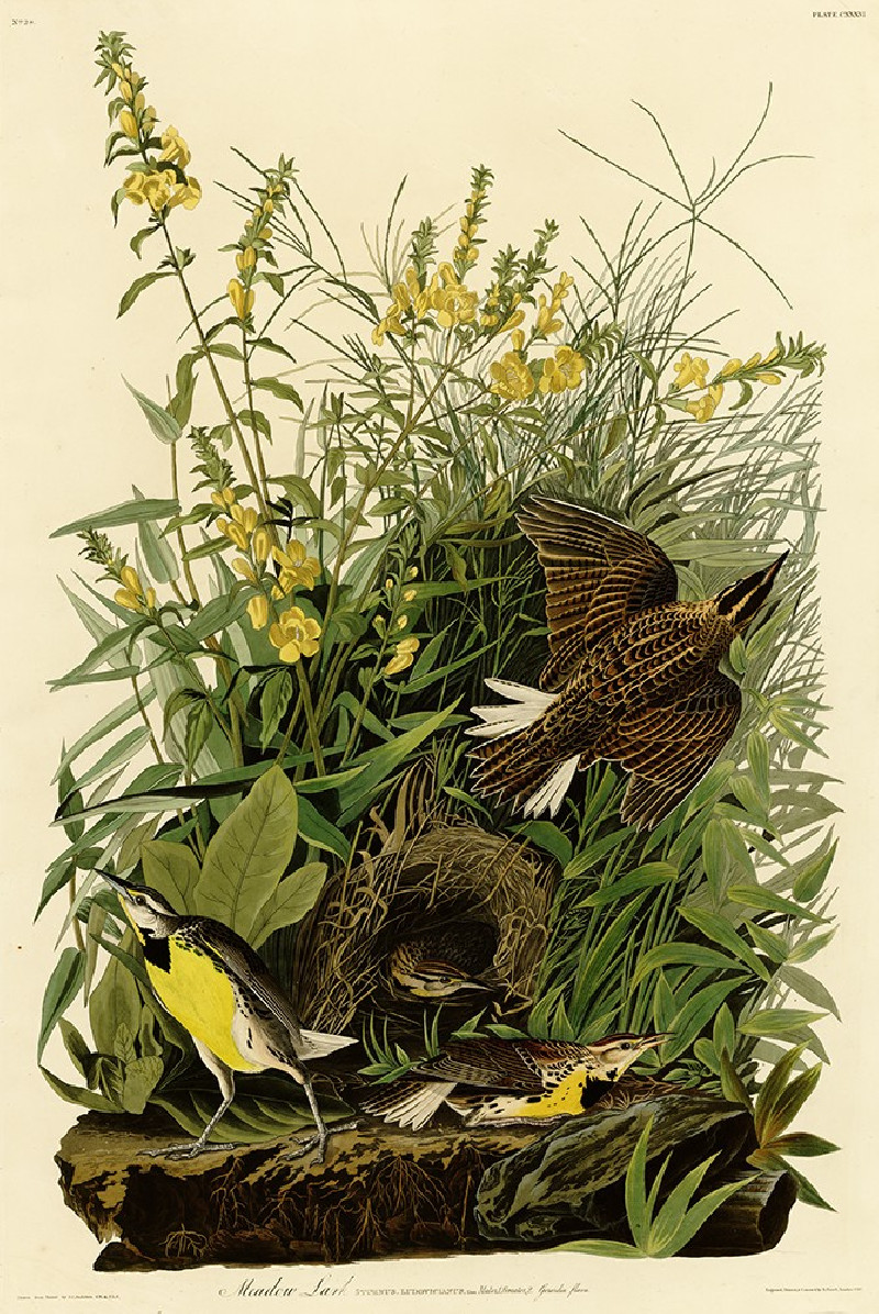 Meadow Lark reproduction of painting by John-James-Audubon. Classical Paintings