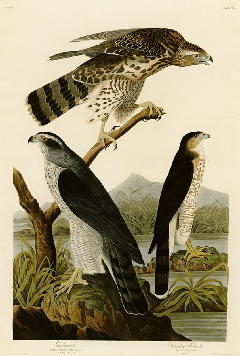 John-James-Audubon reprodukcija Goshawk - Stanley Hawk, Klasikų reprodukcijos , paveikslai, reprodukcijos internetu