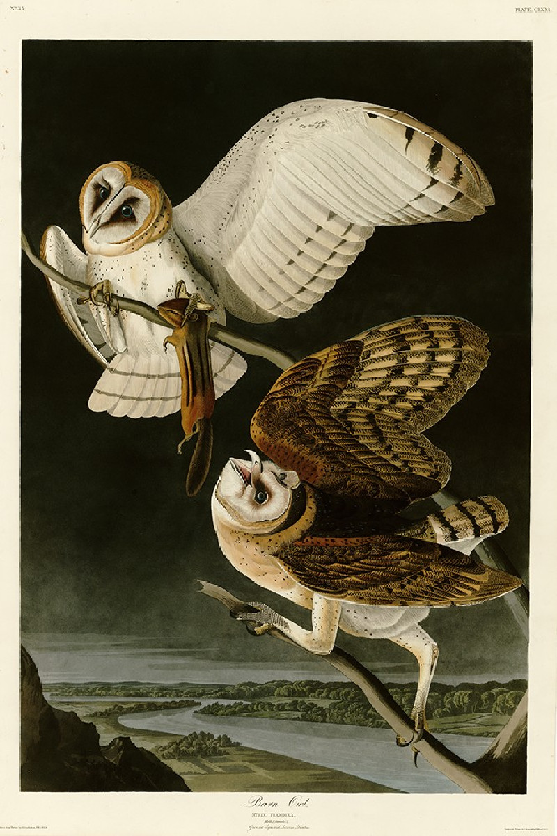 Barn Owl reproduction of painting by John-James-Audubon. Classical Paintings