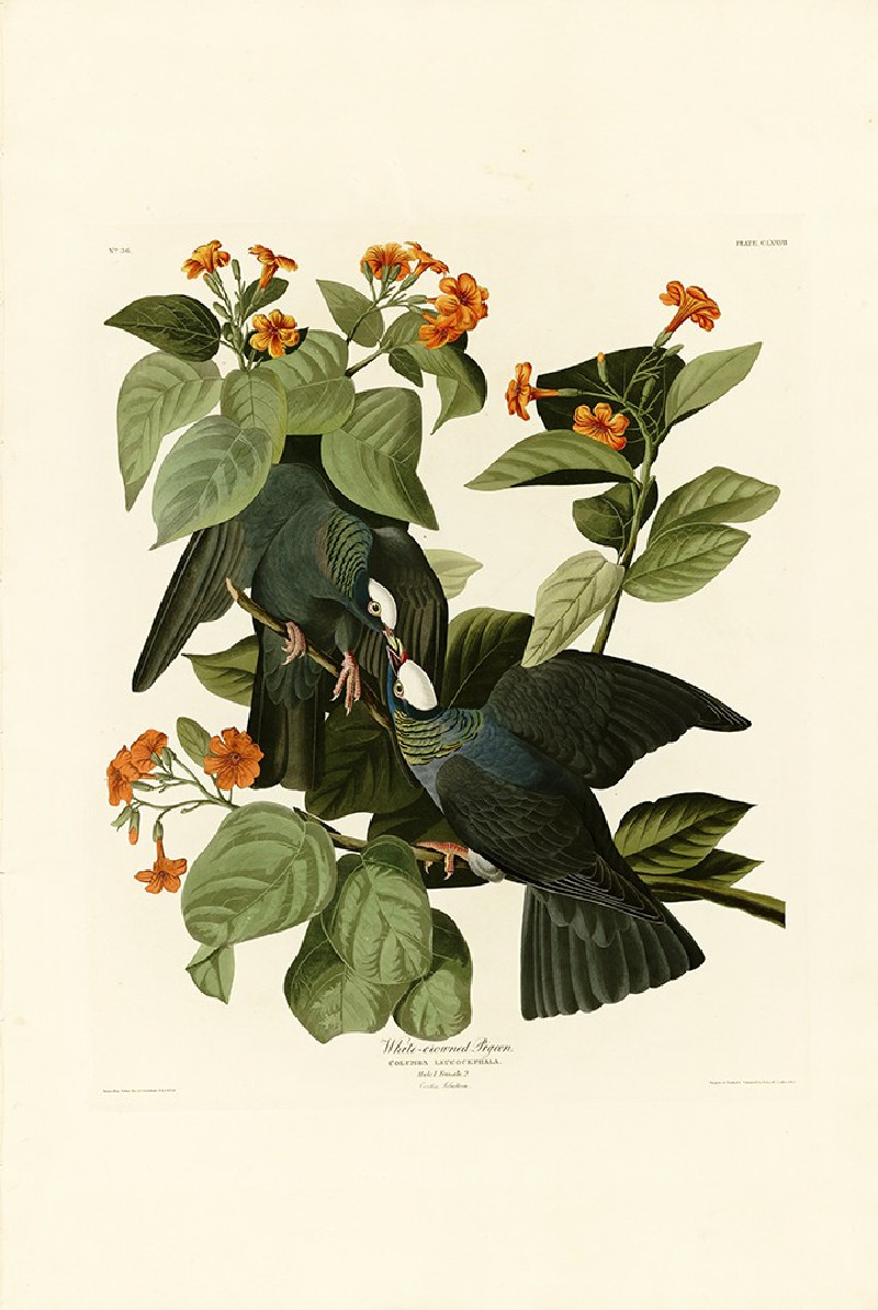 White crowned Pigeon reproduction of painting by John-James-Audubon. Classical Paintings