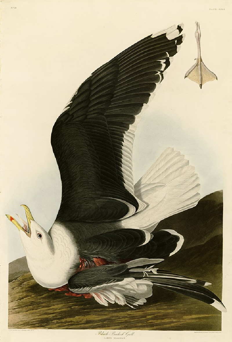 Black Backed Gull reproduction of painting by John-James-Audubon. Classical Paintings