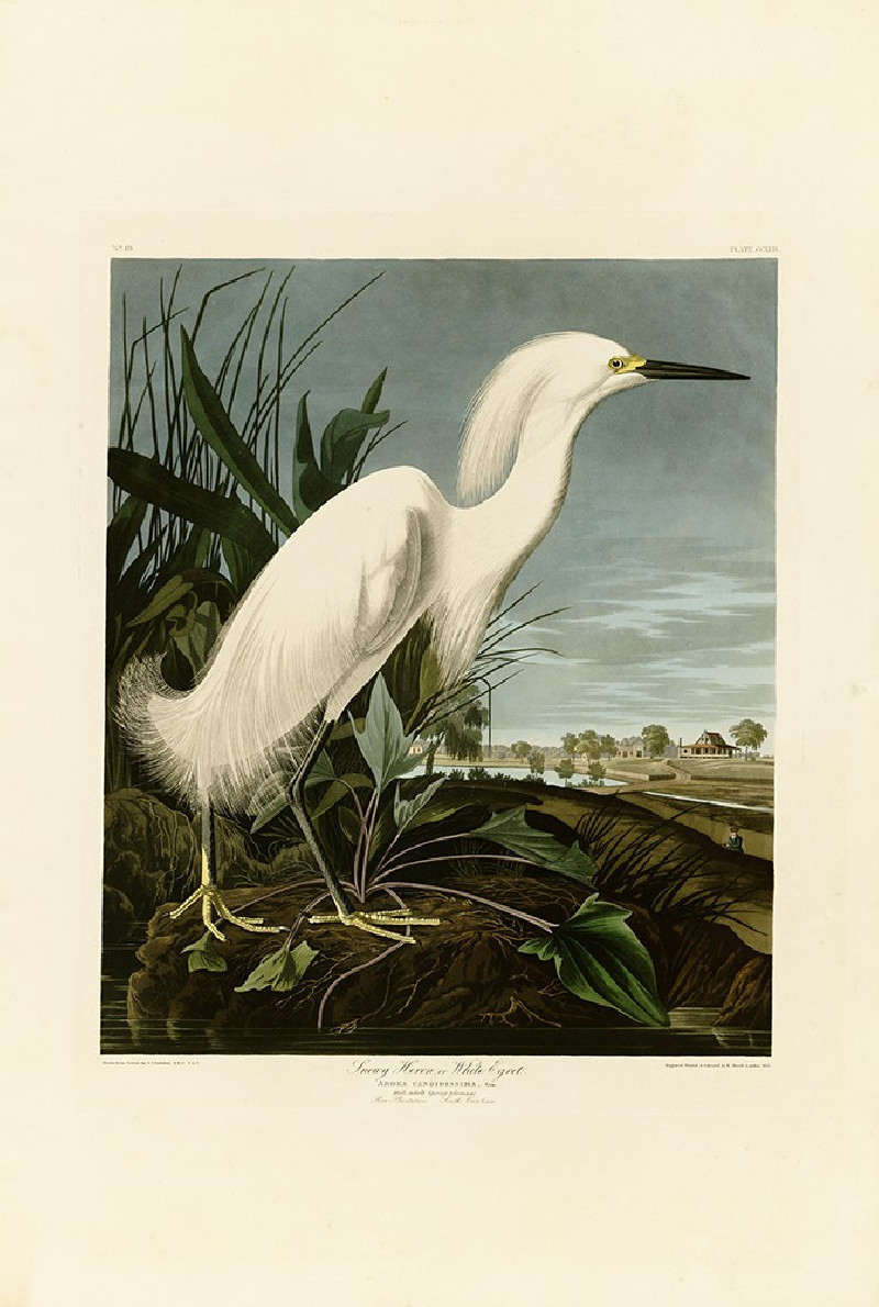 Snowy Heron or White Egret reproduction of painting by John-James-Audubon. Classical Paintings