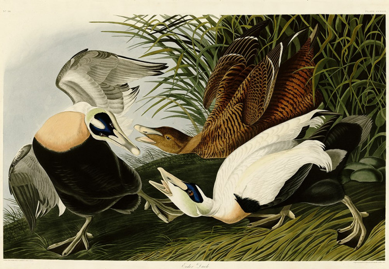 John-James-Audubon reprodukcija Eider Duck, Klasikų reprodukcijos , paveikslai, reprodukcijos internetu