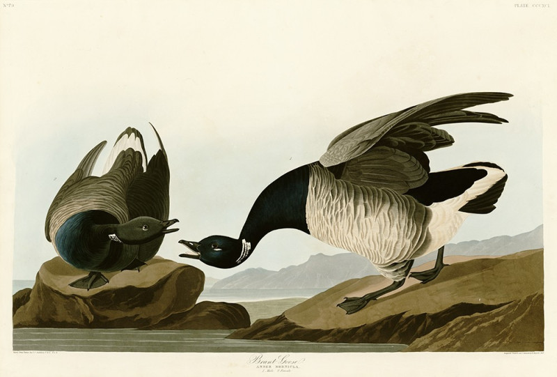 John-James-Audubon reprodukcija Brant Goose, Klasikų reprodukcijos , paveikslai, reprodukcijos internetu