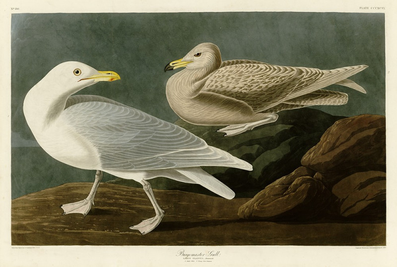 John-James-Audubon reprodukcija Burgomaster Gull, Klasikų reprodukcijos , paveikslai, reprodukcijos internetu