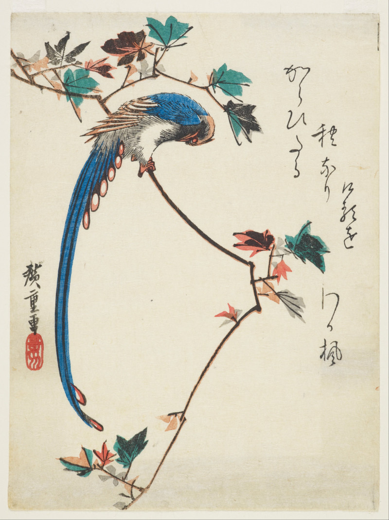 Utagawa Hiroshige reprodukcija Blue Magpie On Maple Branch, Klasikiniai kūriniai , paveikslai, reprodukcijos internetu