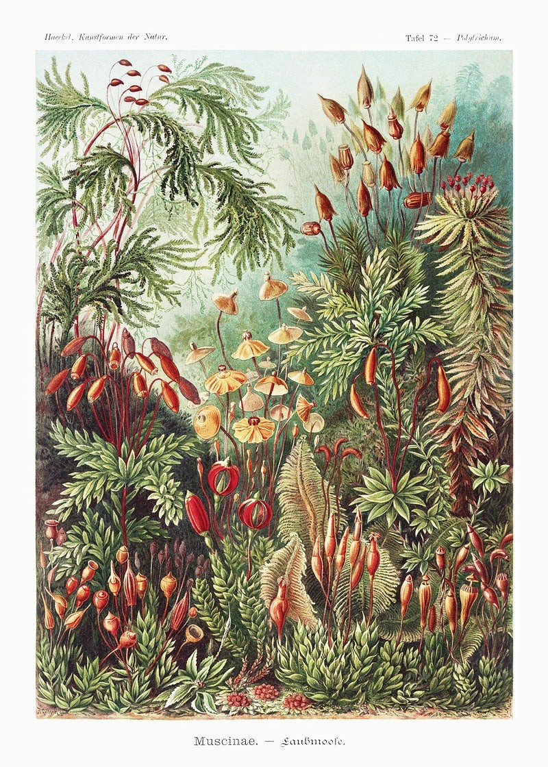 Muscinae–Laubmoose reproduction of painting by Ernst Haeckel. Classical Paintings