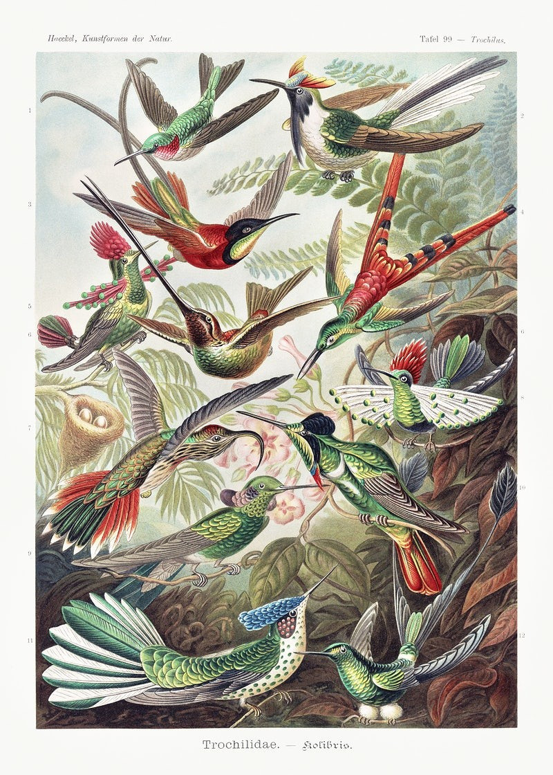 Trochilidae–Kolibris reproduction of painting by Ernst Haeckel. Classical Paintings