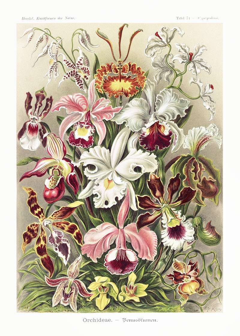 Ernst Haeckel reprodukcija Orchideae–Denusblumen, Klasikų reprodukcijos , paveikslai, reprodukcijos internetu