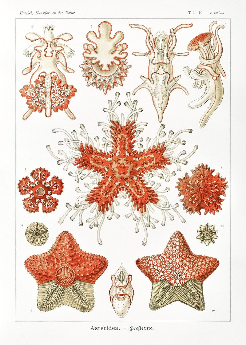 Asteridea–Seesterne reproduction of painting by Ernst Haeckel. Classical Paintings