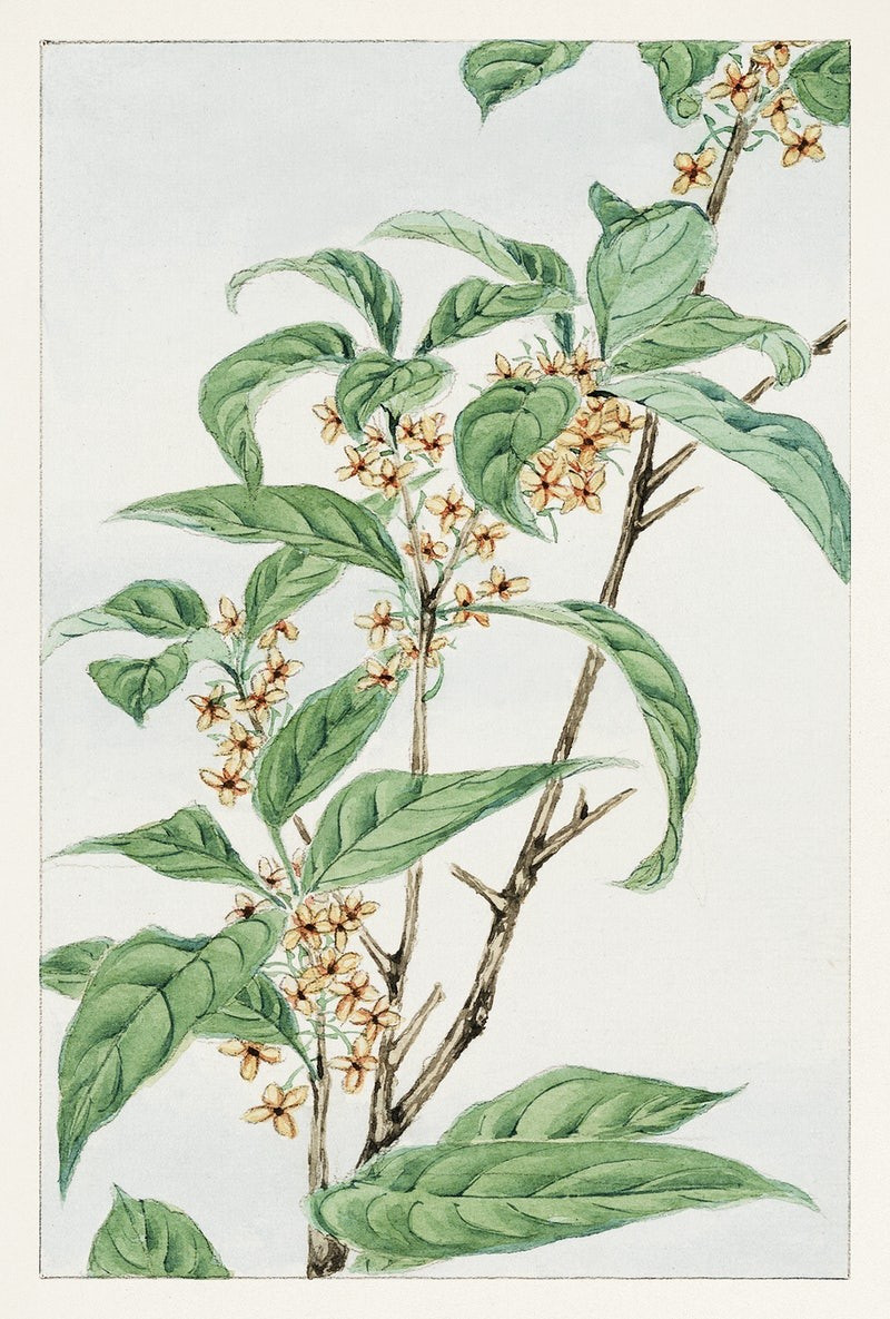 Stem with leaves and small flowers reproduction of painting by Megata Morikaga. Japanese Classic Art