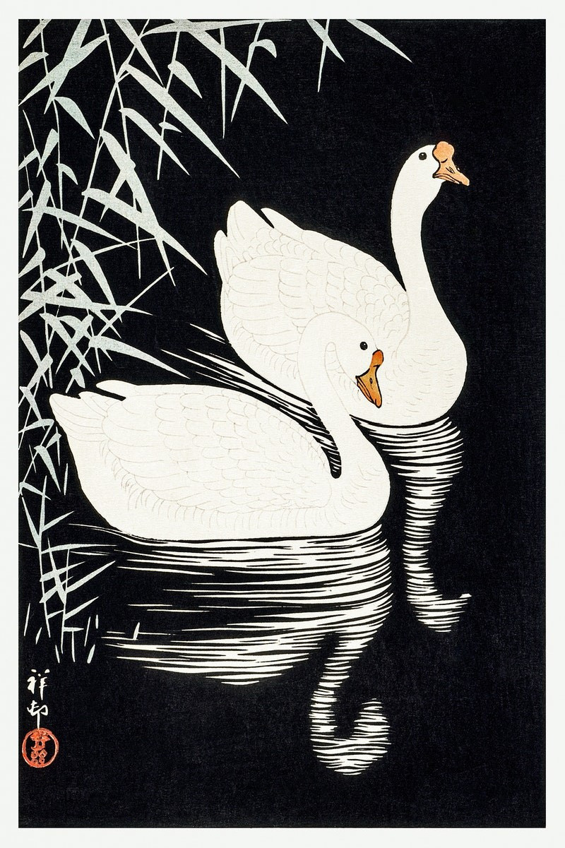 Ohara Koson reprodukcija White Chinese Geese Swimming by Reeds, Japonų menas , paveikslai, reprodukcijos internetu