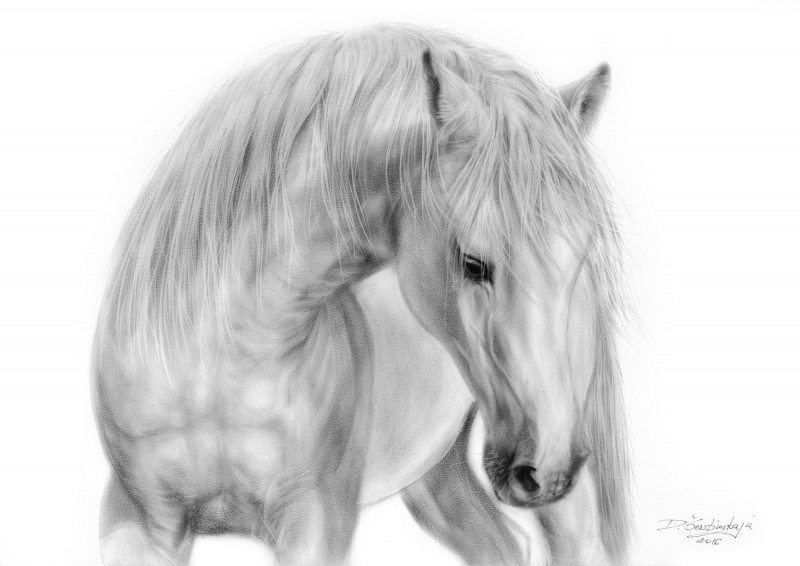 White Stallion reproduction of painting by Danguolė Šerstinskaja. Animalistic