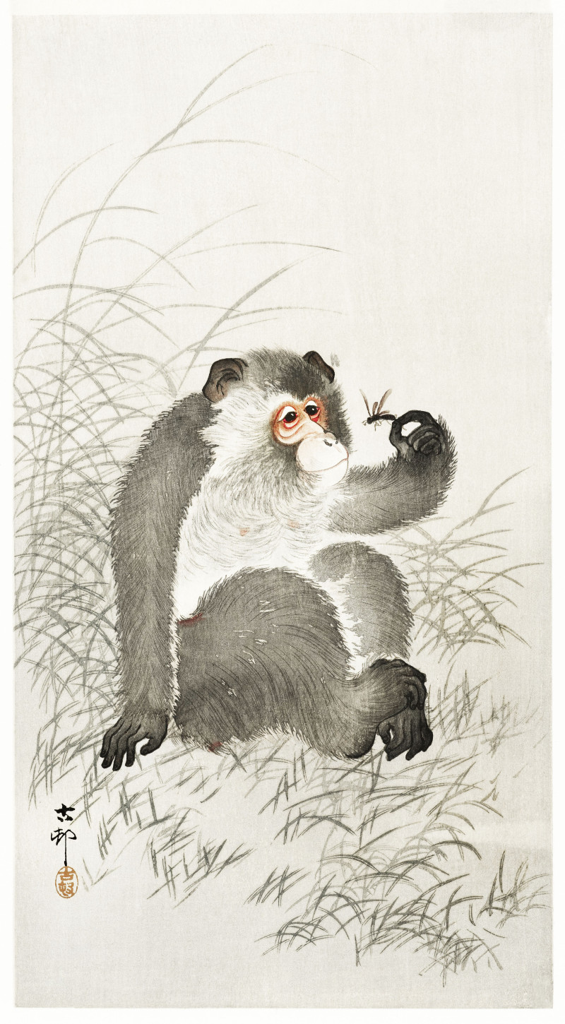 Ohara Koson reprodukcija Monkey with insect (1900 - 1930), Gyvūnai - Animalistinis , paveikslai, reprodukcijos internetu