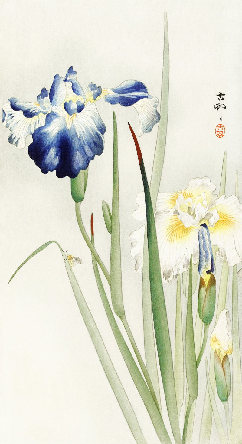 Irises (1900 - 1936) reproduction of painting by Ohara Koson. Animalistic