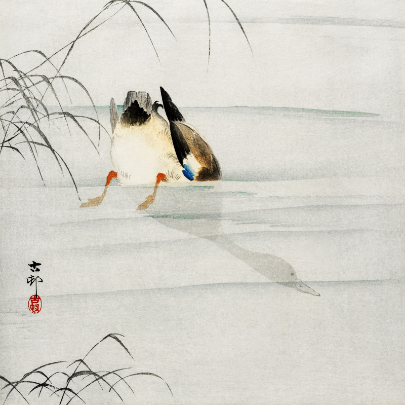 Mallard, the head under water (1900 - 1930) reproduction of painting by Ohara Koson. Animalistic