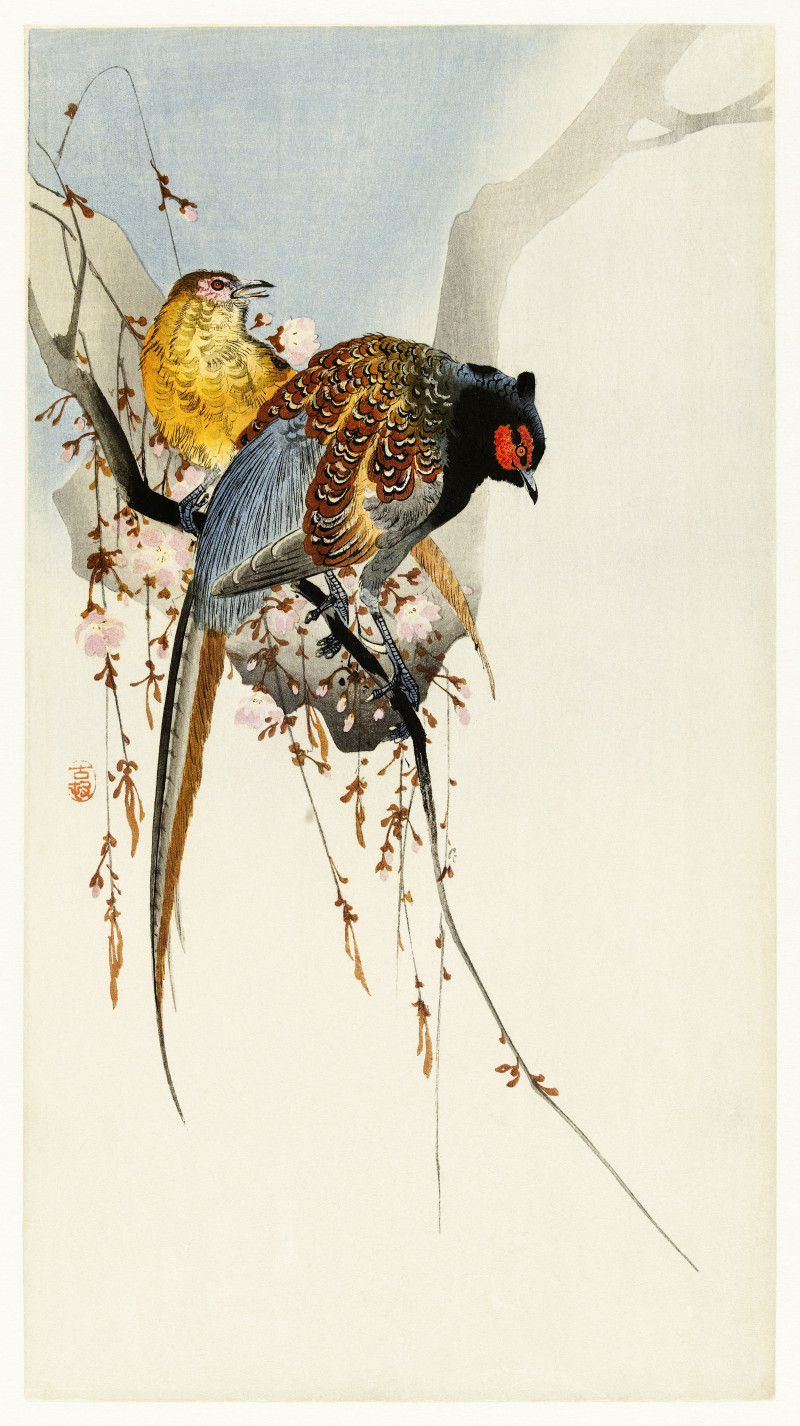 Pheasant couple and plum blossom (1900 - 1930) reproduction of painting by Ohara Koson. Animalistic