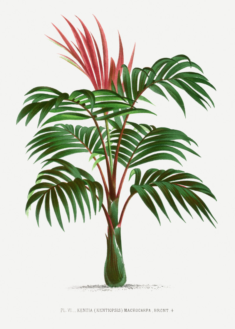 Pieter Joseph de Pannemaeker reprodukcija Vintage palm tree illustration 2, Natiurmortas , paveikslai, reprodukcijos internetu